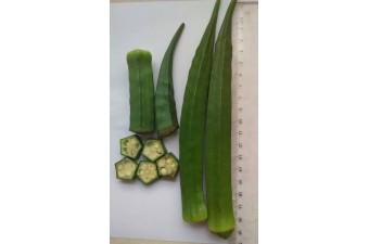 【供】进口纽内姆赛奈尔黄秋葵 杂交一代种子