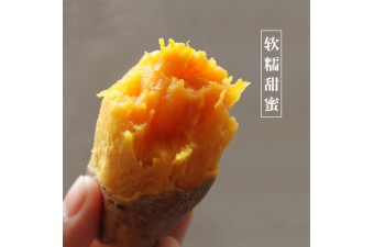 【供】一品鸣门金时板栗地瓜